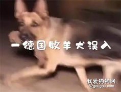 <b>贱兮兮的德牧跑到了乌龟洞里玩，结果被人家堵住门出不来了...</b>