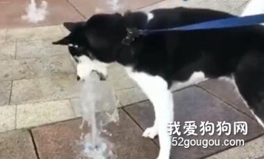 <b>二哈，今日份的快乐源泉，你千万不能错过！</b>