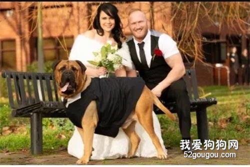 <b>得知爱犬患病，她选择提前结婚，“为了它，一切都值得”</b>