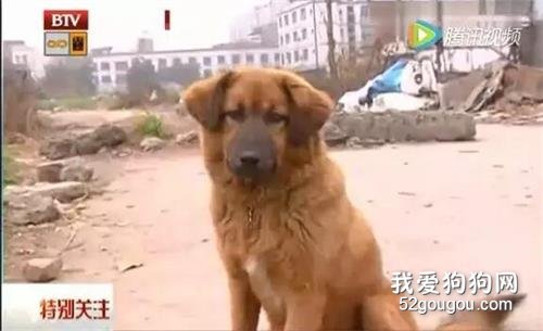 <b>又一次为中华田园犬正名！这只土狗拼了命救下正在跳楼的少女...</b>
