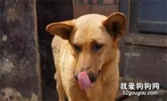 <b>这7种中华田园犬，正在逐渐的消失....</b>