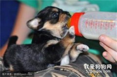 幼犬可以喝牛奶吗?幼犬喝牛奶拉肚子的原因?