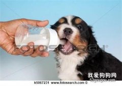 婴儿奶粉适合用来喂食幼犬吗？