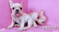 饲养法斗幼犬需要注意的地方都有哪些？