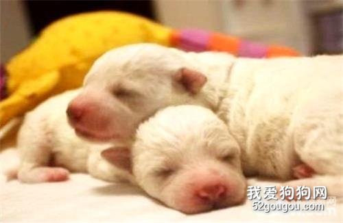 狗粮怎么泡