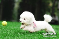 12月内的幼犬该怎么喂养?