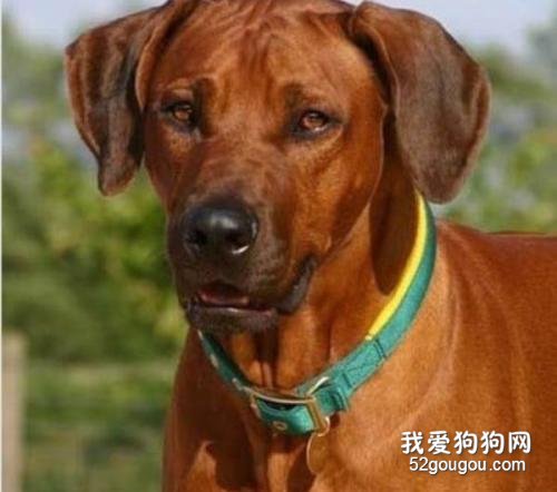 罗得西亚脊背犬怎么样