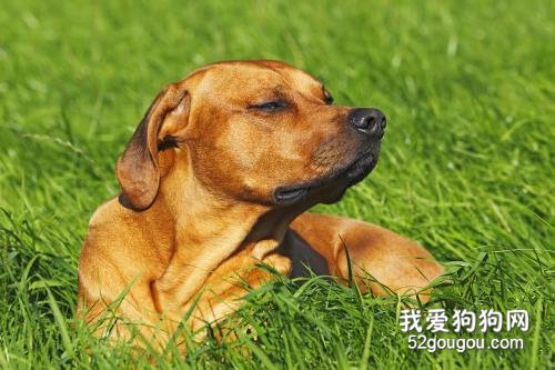 罗得西亚脊背犬怎么样