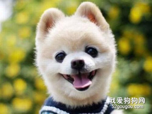 俊介犬价格