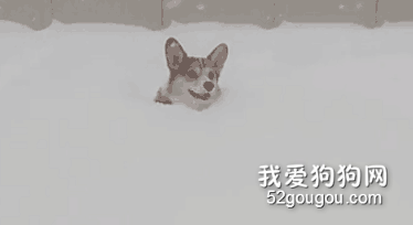 <b>再大的雪，也掩盖不了你那腿短的事实...</b>