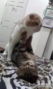 网友家的两只公猫，每天都在她面前做这种羞羞事...