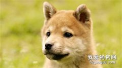 秋田犬的牙齿该怎么护理？