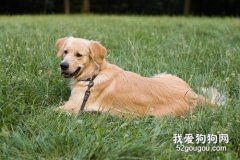 拉布拉多犬的牙齿护理常识