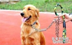 金毛洗澡选什么沐浴露好?