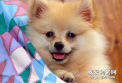 正确清理宠物狗眼上的污物