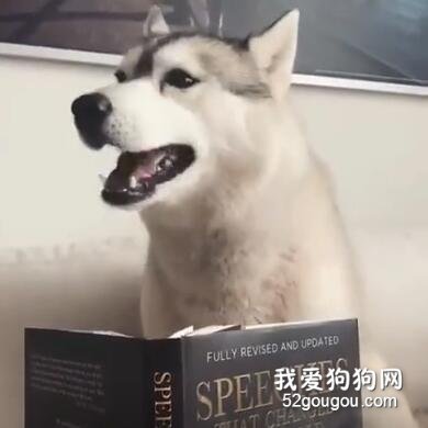 <b>主人把书拿到哈士奇面前，没想到狗子居然读了起来！</b>