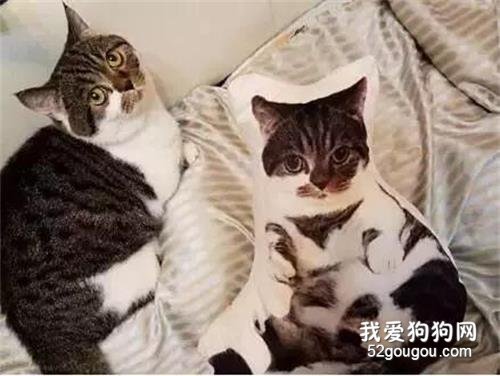 <b>网友用自家猫的照片做了一款抱枕，猫看到后...</b>