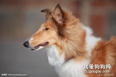 苏格兰牧羊犬美毛食物