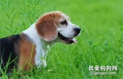 比格犬换毛期吃有讲究