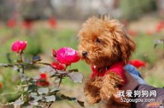 贵宾犬该怎么挑选价格一般多少？