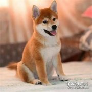 饲养秋田犬的注意事项，秋田犬的优点和缺点有哪些?