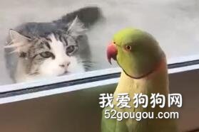 这猫被鹦鹉隔着玻璃窗调戏了一番，一脸的不爽，猫脸丢大发了！