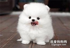 博美犬要怎么喂养?