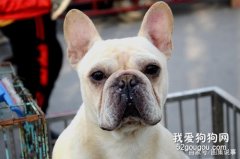 法国斗牛犬的缺点大盘点你能接受吗