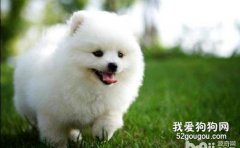 博美犬不能吃什么？日常怎么喂养？