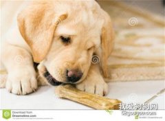 小狗可以经常吃骨头吗？