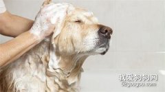 狗狗不能洗澡的情况有哪些？