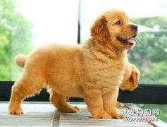 罗威纳犬的性格好不好?好不好养?