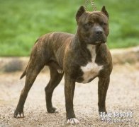 比特犬选购知识：比特犬优缺点你知道多少？