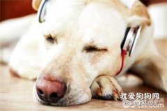 狗狗喜欢听什么音乐？