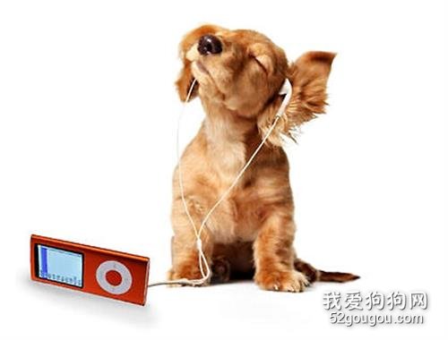 狗狗喜欢听什么音乐