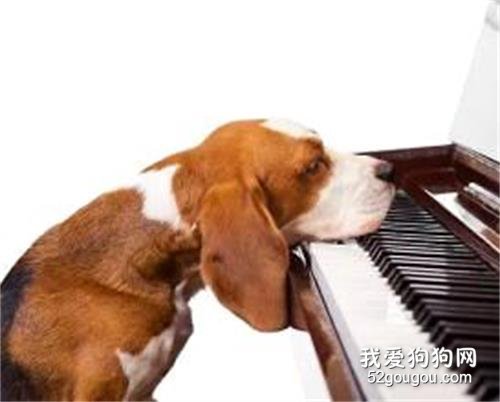 狗狗喜欢听什么音乐
