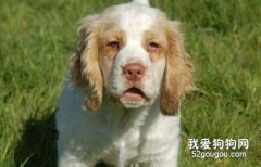 老年犬该怎么护理该?怎么安度晚年?