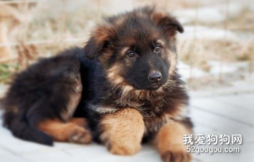 德国牧羊犬幼犬如何喂养