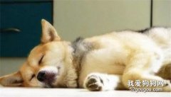 <b>狗狗的睡眠你了解多少？</b>