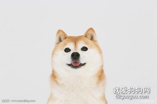 柴犬优缺点有哪些？