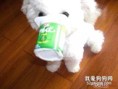 狗狗喝酸奶会有什么后果？