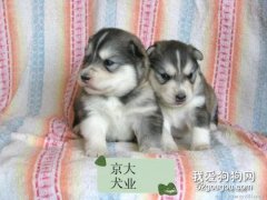 <b>饲养哈士奇幼犬要点</b>