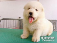 饲养萨摩耶幼犬的几大要点