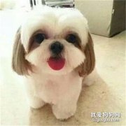 西施犬幼犬期的喂养方法