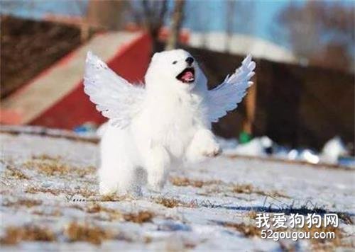<b>萨摩耶戴着一双翅膀，在雪地里奔跑，简直就是一只小天使！</b>