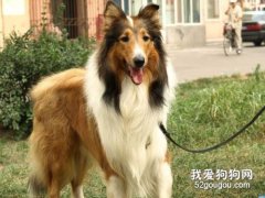 苏格兰牧羊犬的颜色