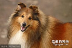 苏格兰牧羊犬性格特点解析