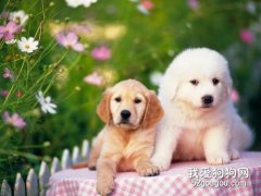 金毛犬怎么养,养金毛要注意什么?