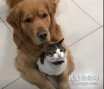 <b>狗狗为了自己家的猫不惹事简直操碎了心，太可爱了！！</b>