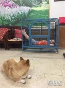 柯基回家发现笼子都被霸占了，而对手...毫无反击之力
